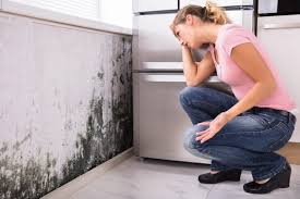 Mold Documentation for Insurance Claims in Evans, GA